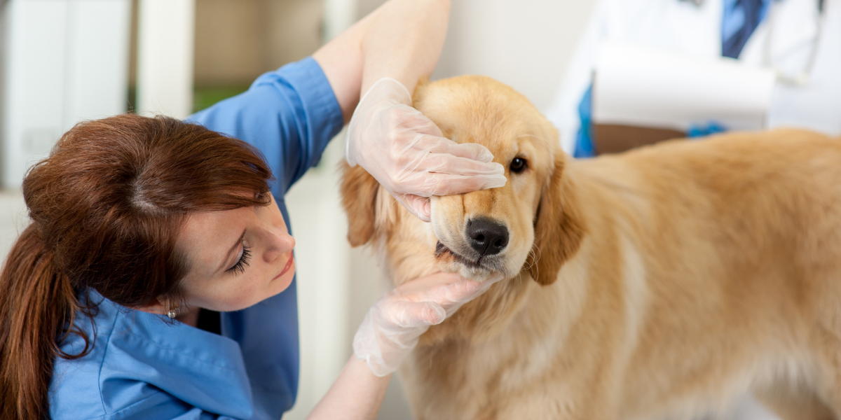 Pet Cancer Care Consulting: Pet Oncology for Vet Clinics