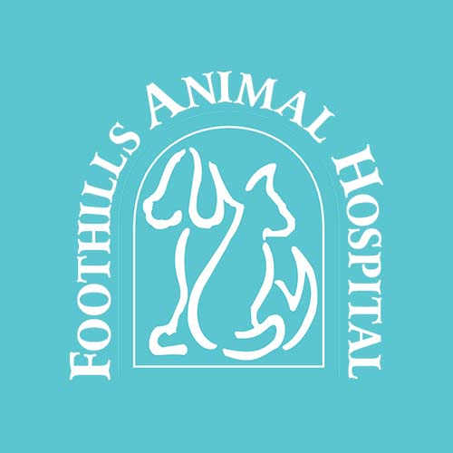 Pet Oncology for Vet Clinics Pet Cancer Care Consulting