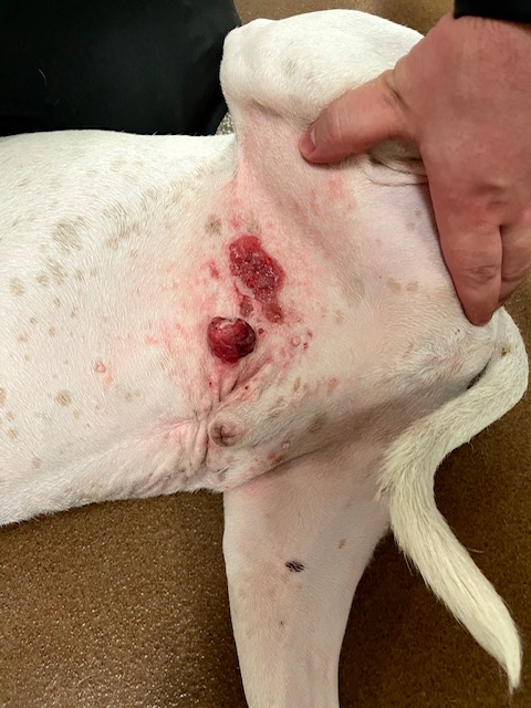 what does a skin tumor look like on a dog