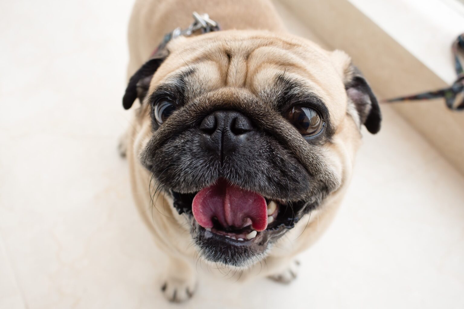 Mast cell tumors: When to worry and when to wait | Pet Cancer Care ...